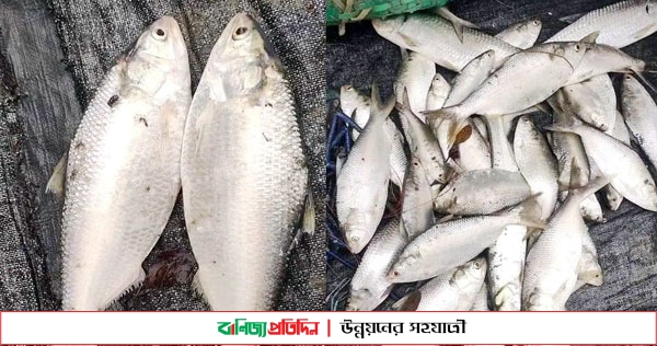 নোয়াখালীর হাতিয়ায় পুকুরে মিলল ‘ইলিশ’