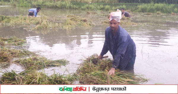 কুড়িগ্রামে ৫ ঘন্টায় ১২৬ মিলিমিটার বৃষ্টি, চরম বিপাকে কৃষক