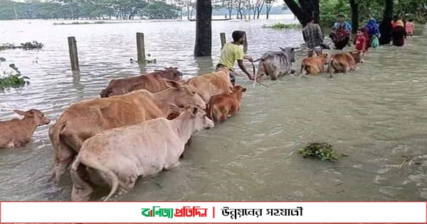 সুনামগঞ্জে বন্যায় ঘরবন্দি লোকজনের আর্তনাদ বাড়ছে