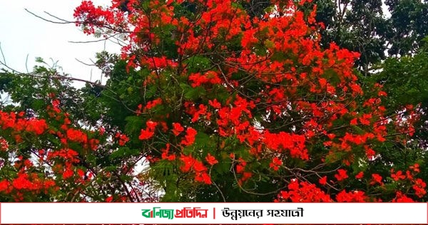 কৃষ্ণচূড়ার রঙে রাঙায়িত নজরুল বিশ্ববিদ্যালয়