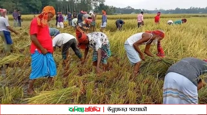 শেরপুরে কৃষকের ধান কেটে দিলেন কাউন্সিলর