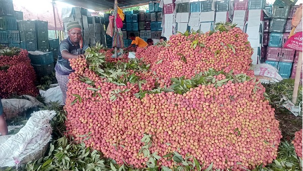 নাটোরে জমে উঠেছে লিচুর বাজার