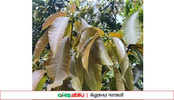 আমের বদলে গাছে গাছে কচি পাতা