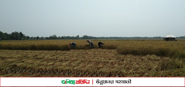 যশোরে ধান কাটা শ্রমিক সংকট 