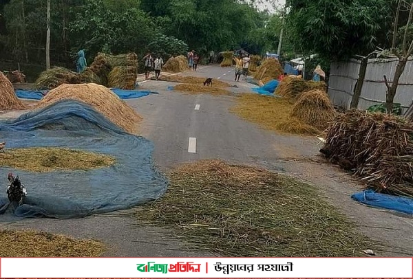 কুড়িগ্রামে সড়কে চলছে ধান মাড়াই ও খড় শুকানোর কাজ