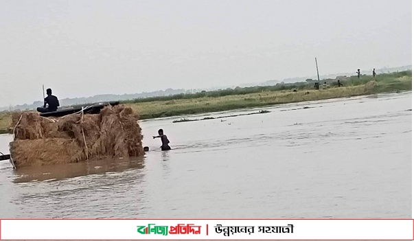 ভারত থেকে আসা পানিতে ডুবল ৩ হাজার বিঘা জমির ধান