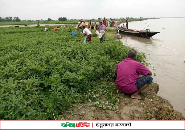 উলিপুরে তিস্তা-ব্রহ্মপুত্রে বাড়ছে পানি, লোকসানের আশঙ্কায় বাদামচাষীরা