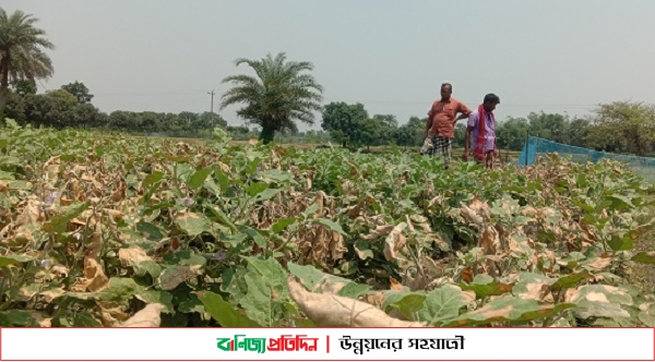 শত্রুতার বিষে পুড়ছে বর্গাচাষীর বেগুন