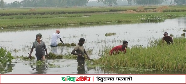 কুড়িগ্রামে বৃষ্টিতে ৪শ’ হেক্টর কৃষি জমির ক্ষতি