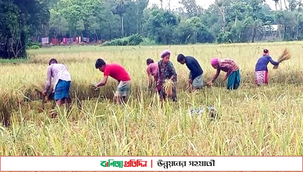 বোরো ধান কাটা মহোৎসব : শ্রমিক সংকটে ত্রিপুরা মহিলারা মাঠে