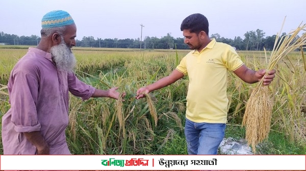 সিরাজগঞ্জে  ফাতেমা জাতের ধান বিঘায় ৫০ মণ ফলনের দাবী  কৃষকের