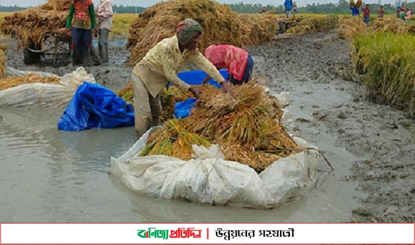 সিরাজগঞ্জে বিলের জলাবদ্ধায় আটকে আছে কৃষকের স্বপ্ন