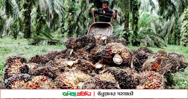 ইন্দোনেশিয়ায় পামের দাম ‘অর্ধেক’