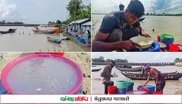 নিষেধাজ্ঞা উপেক্ষা করে চিংড়ি রেণু আহরণ : চলছে মৎস্য প্রজাতির ধ্বংস লীলা