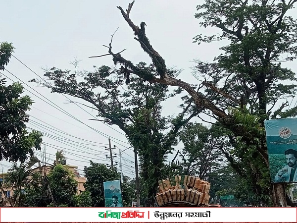 সড়কের উপর মৃত গাছগুলো এখন মূর্তিমান আতঙ্ক