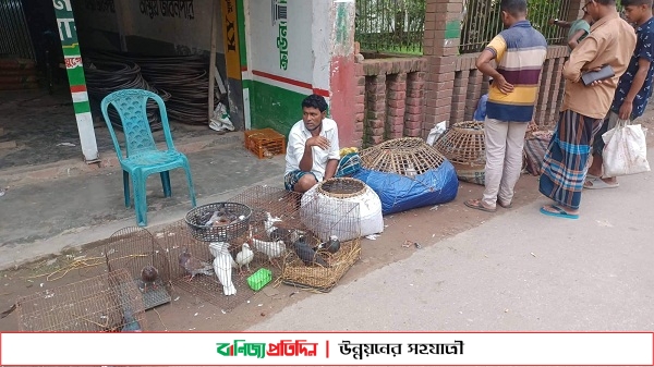 শাহরাস্তিতে অবাধে বিক্রি হচ্ছে বিভিন্ন প্রজাতির পাখি