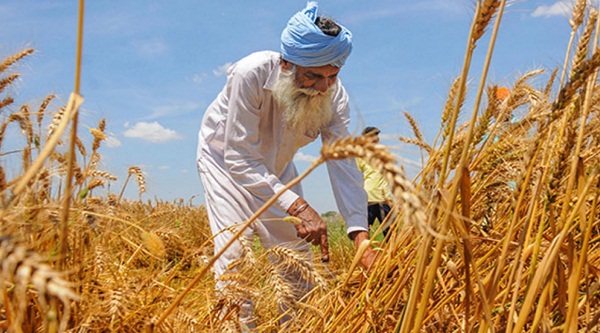 ১৫ লাখ টন গম রপ্তানির অনুরোধ পেলো ভারত, বড় ক্রেতা বাংলাদেশ