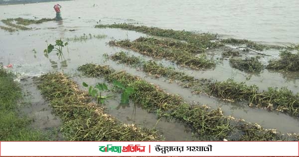 উলিপুরের নিম্নাঞ্চল প্লাবিত, ফসলের ব্যাপক ক্ষতি