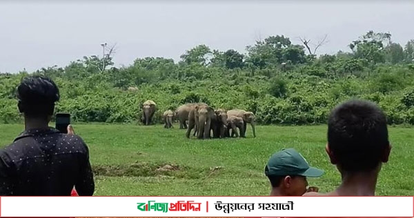 শেরপুরে পাহাড়ের লোকালয়ে হাতির দাপটে অতিষ্ট মানুষ