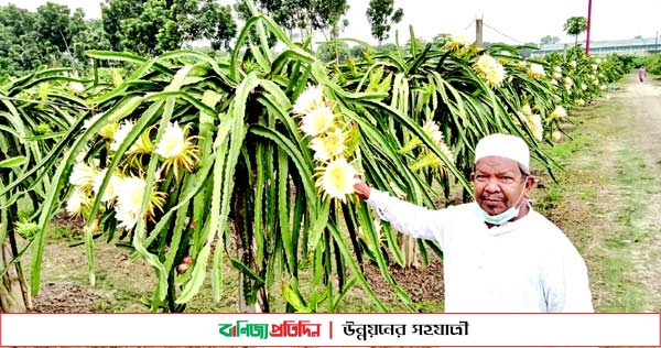 নাটোরে ড্রাগন চাষে সফল চাষী আলফাজুল আলম