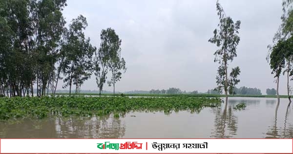 বগুড়ায় আগাম বন্যায় ২০ কোটি টাকার ফসলের ক্ষতি