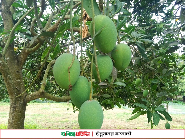 চাঁপাইনবাবগঞ্জে ১৮০০ কোটি টাকার আম বিক্রির লক্ষ্যমাত্রা