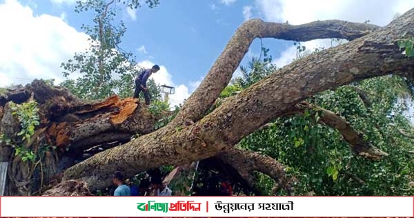 কোটালীপাড়ায় ভেঙ্গে পড়েছে ৩শত বছরের পূরনো বট গাছ