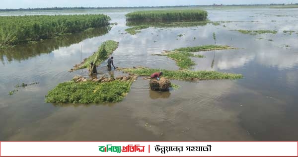 মাধবপুরে পাট জাগ দিতে ব্যস্ত কৃষকরা