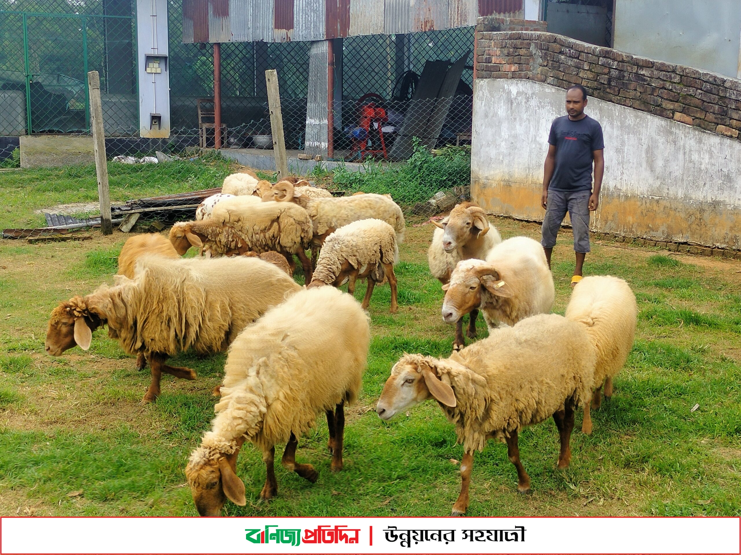 বগুড়ায় বেড়ে উঠছে মরুর দুম্বা