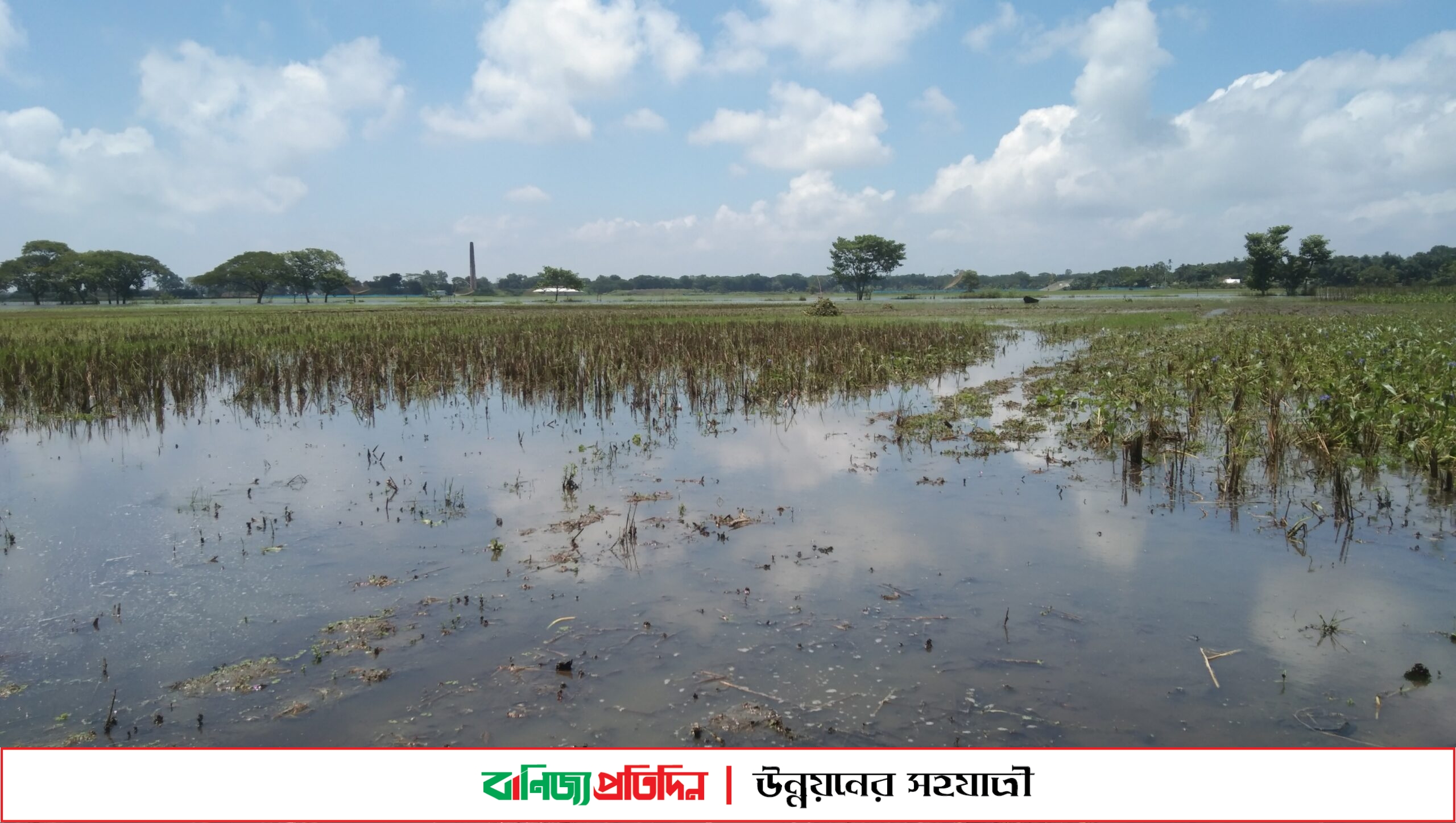 বর্ষার পানি টলমল করে তবুও দেখা নেই দেশীয় মাছের!