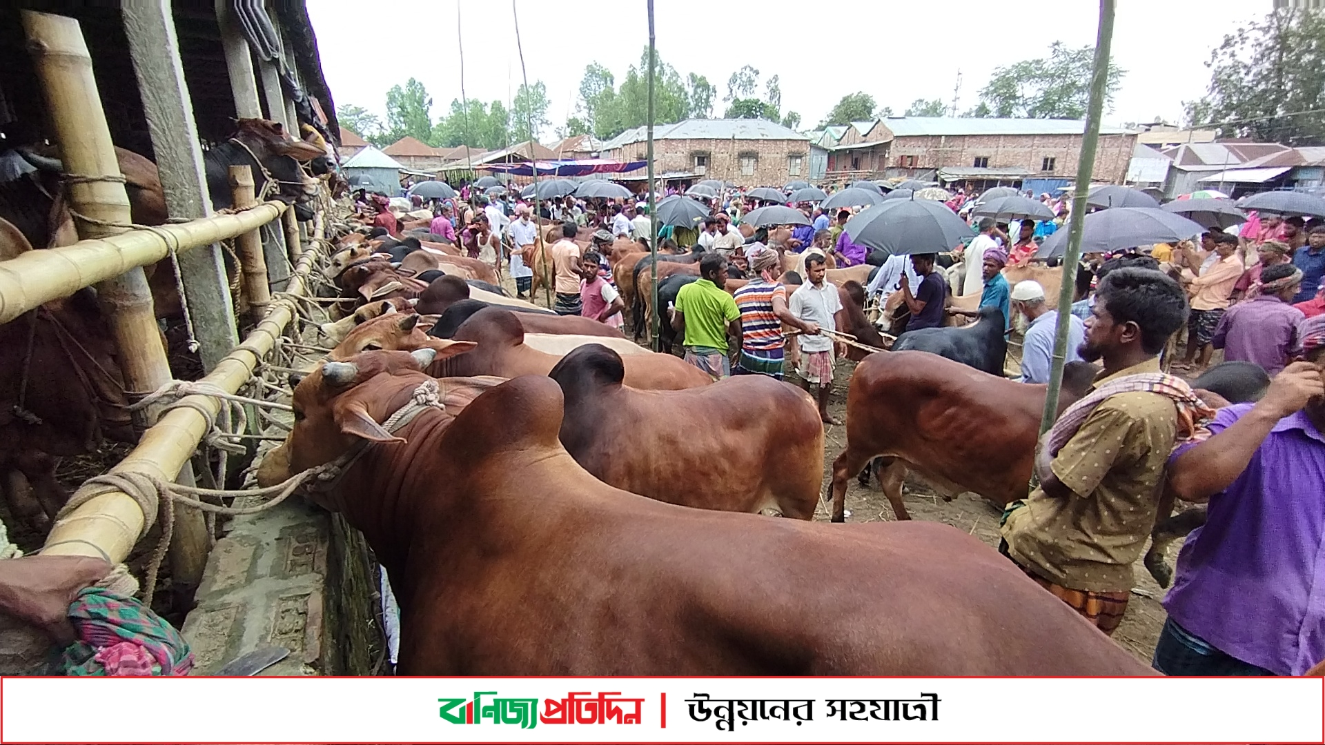 হাটে পাইকারও নাই, কেউ দামও বলছে না