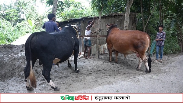 মাদারীপুরে কোরবানীর হাট কাঁপাতে আসছে লালু, কালু,ও ধলু