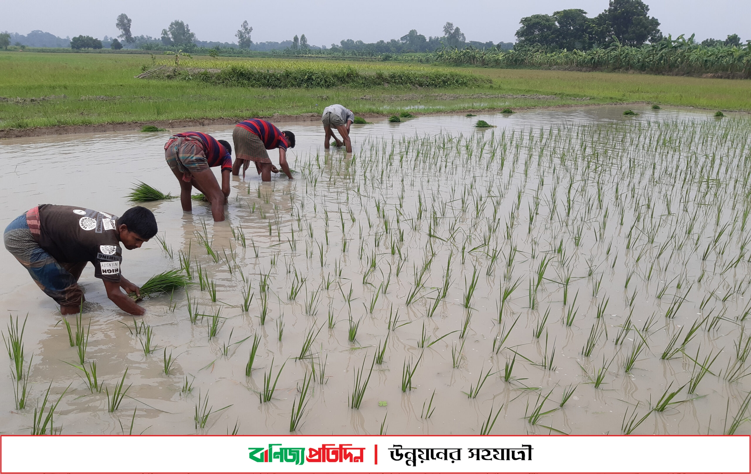 নওগাঁয় বৃষ্টির পানিতে স্বস্তি ফিরেছে আমন চাষে