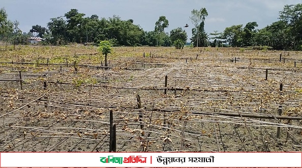 বন্যায় রংপুর অঞ্চলে ৯ হাজার ৩৮২ হেক্টর জমির ফসল নষ্ট