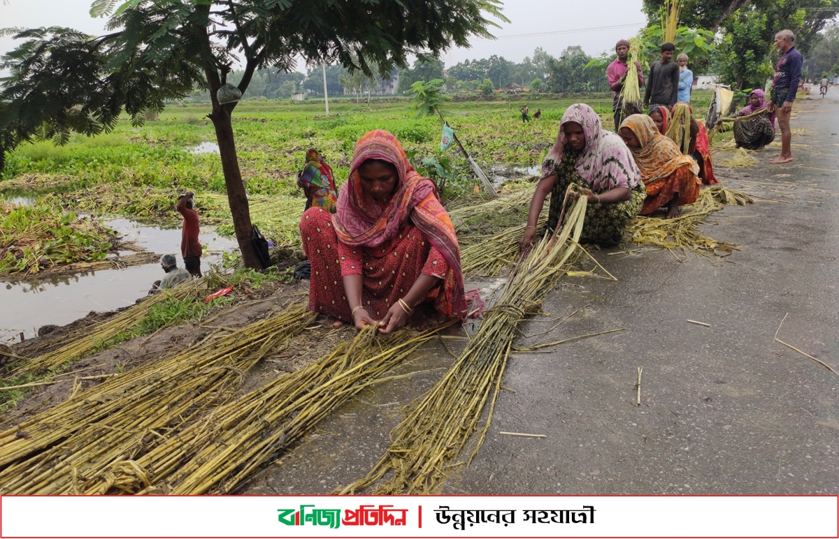 ঠাকুরগাঁওয়ে পানির অভাবে পাট জাগ দিতে পারছেননা কৃষক