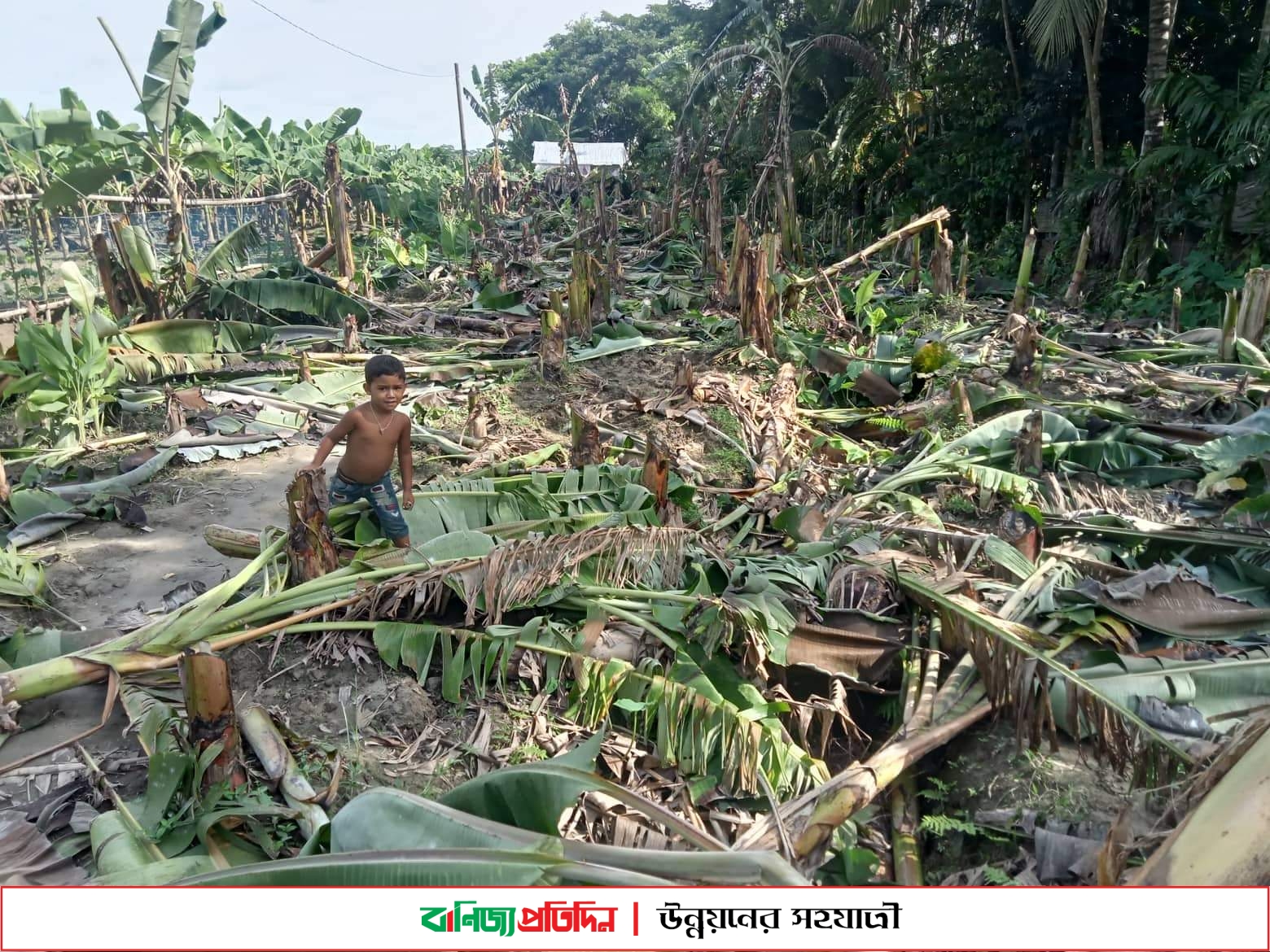 ইন্দুরকানীতে জমি নিয়ে বিরোধে, গাছের সাথে শত্রুতা