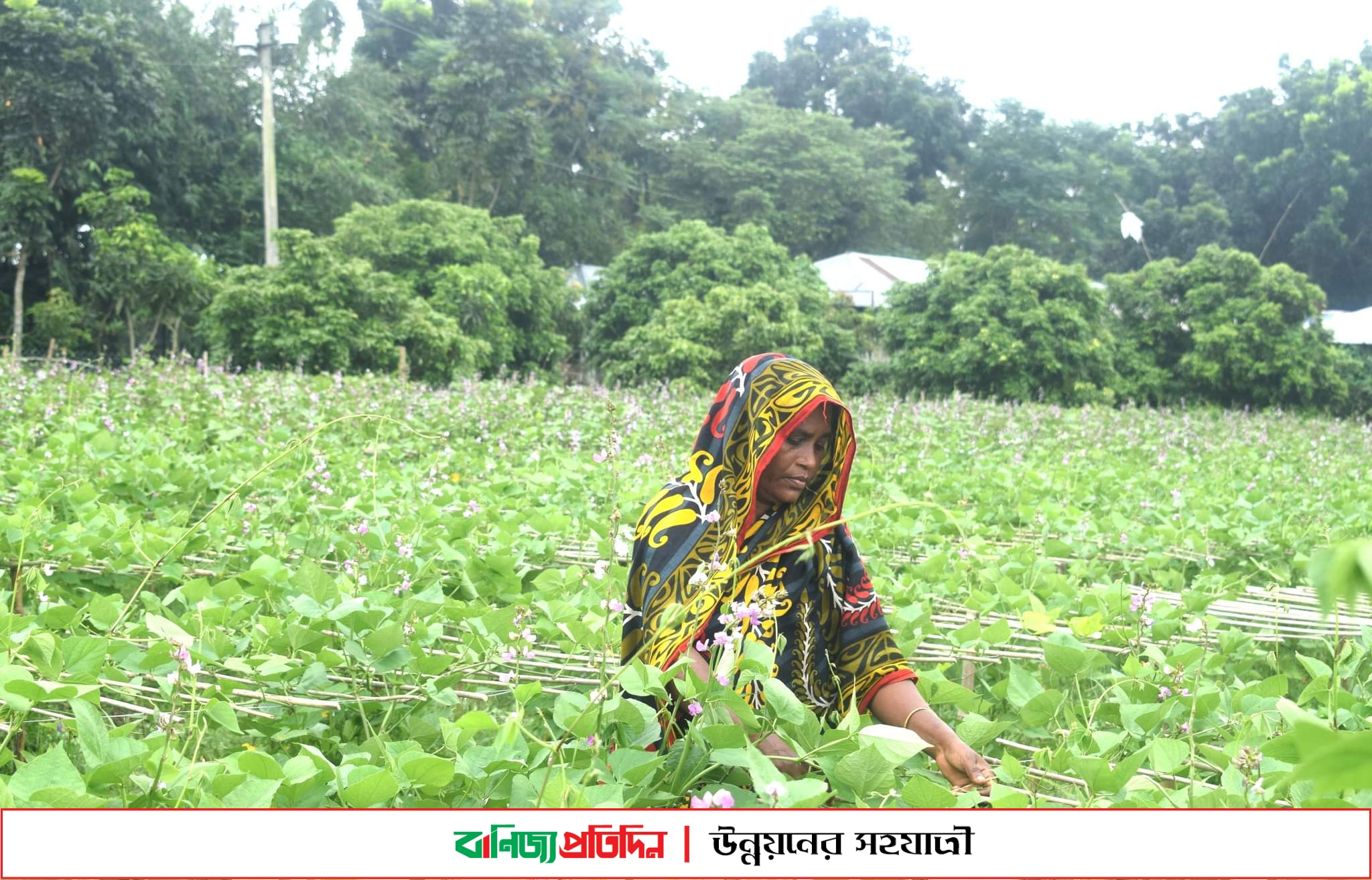 শিম চাষে স্বপ্নের জাল বুনছেন পাবনার কৃষকরা