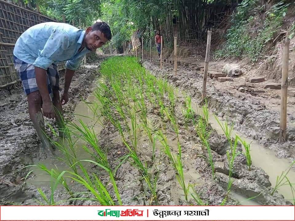 বান্দরবানে সড়কে ধানের চারা লাগিয়ে প্রতিবাদ