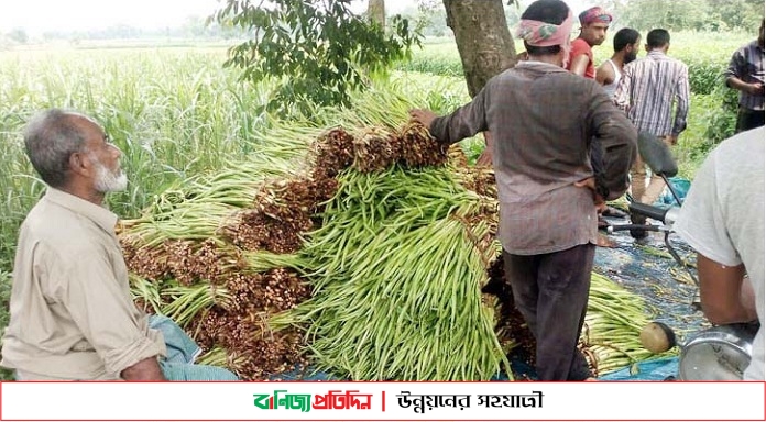 কচুর লতি চাষে ভাগ্য ফিরেছে মাগুরার চাষিদের