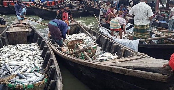 বঙ্গোপসাগরে ধরা পড়ছে ঝাঁকে ঝাঁকে ইলিশ