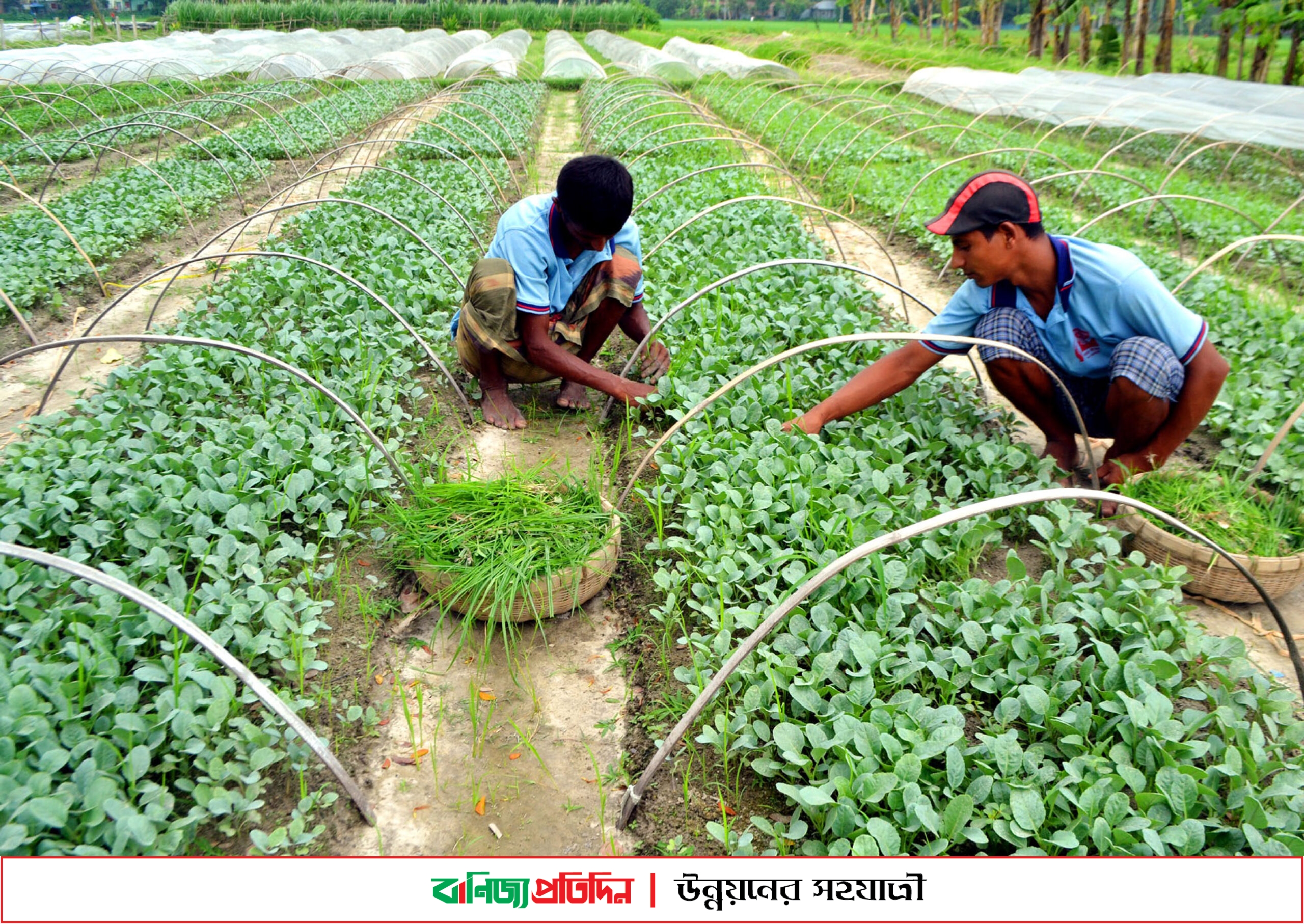 বগুড়ায় আগাম শীতকালীন সবজি চাষে ব্যস্ত কৃষক