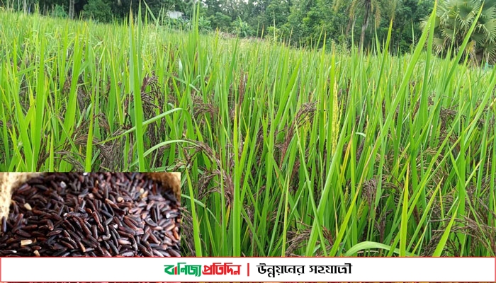 ‘ব্ল্যাক রাইস’ চাষে সফলতা দেখছেন কৃষক জাহেদ