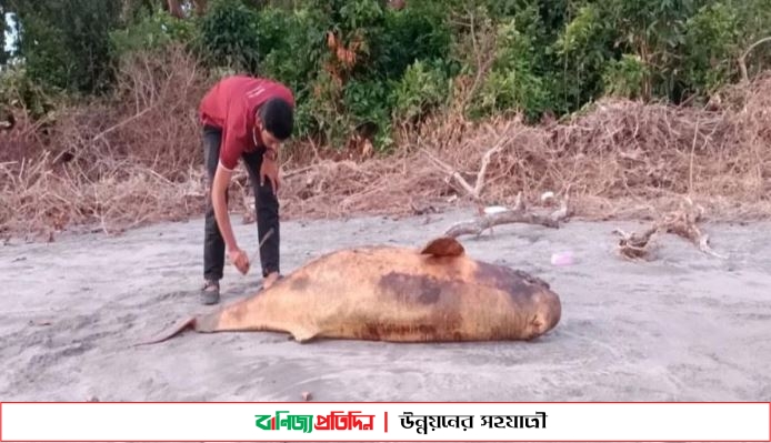 কুয়াকাটা সৈকতে ভেসে এলো মৃত ডলফিন