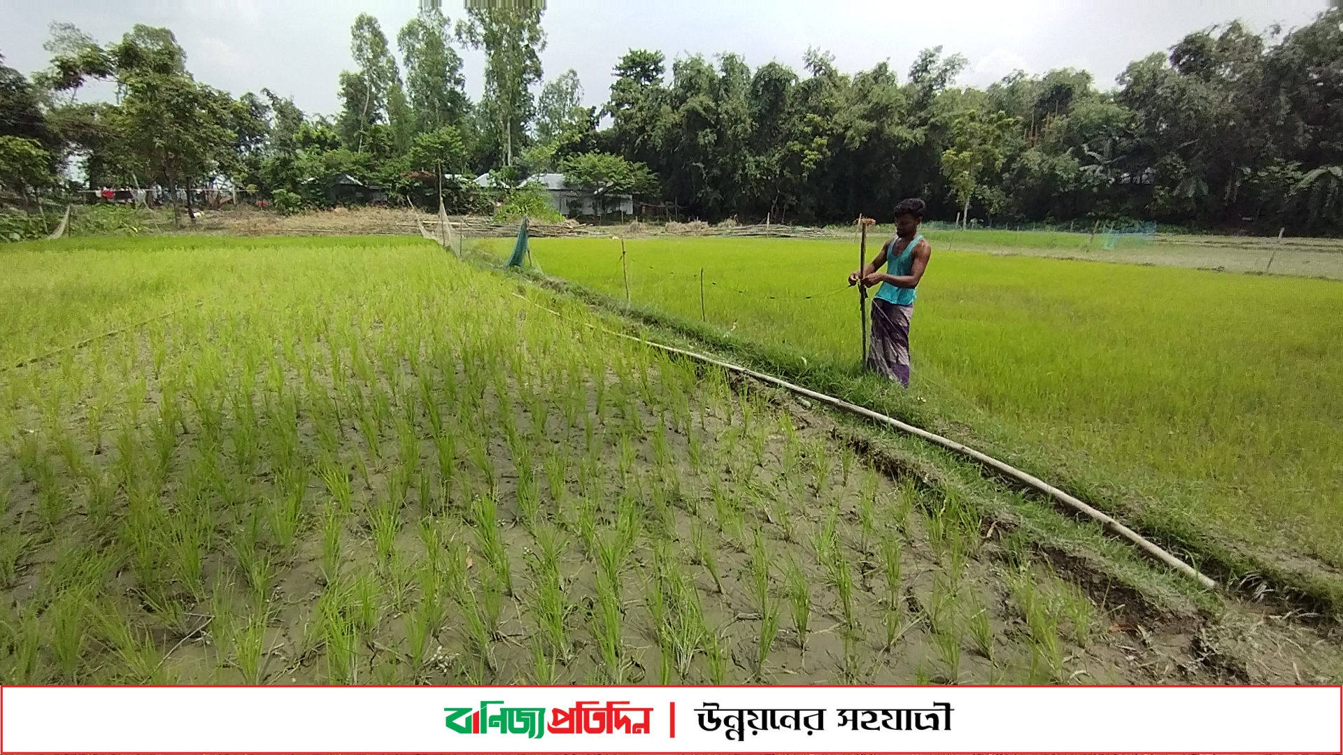 কুড়িগ্রামে দু’দফা বন্যার ধকল কাটিয়ে ঘুরে দাঁড়ানোর চেষ্টা কৃষকদের