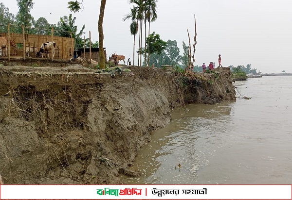 তিস্তার ভাঙনে গৃহহীন শতাধিক পরিবার