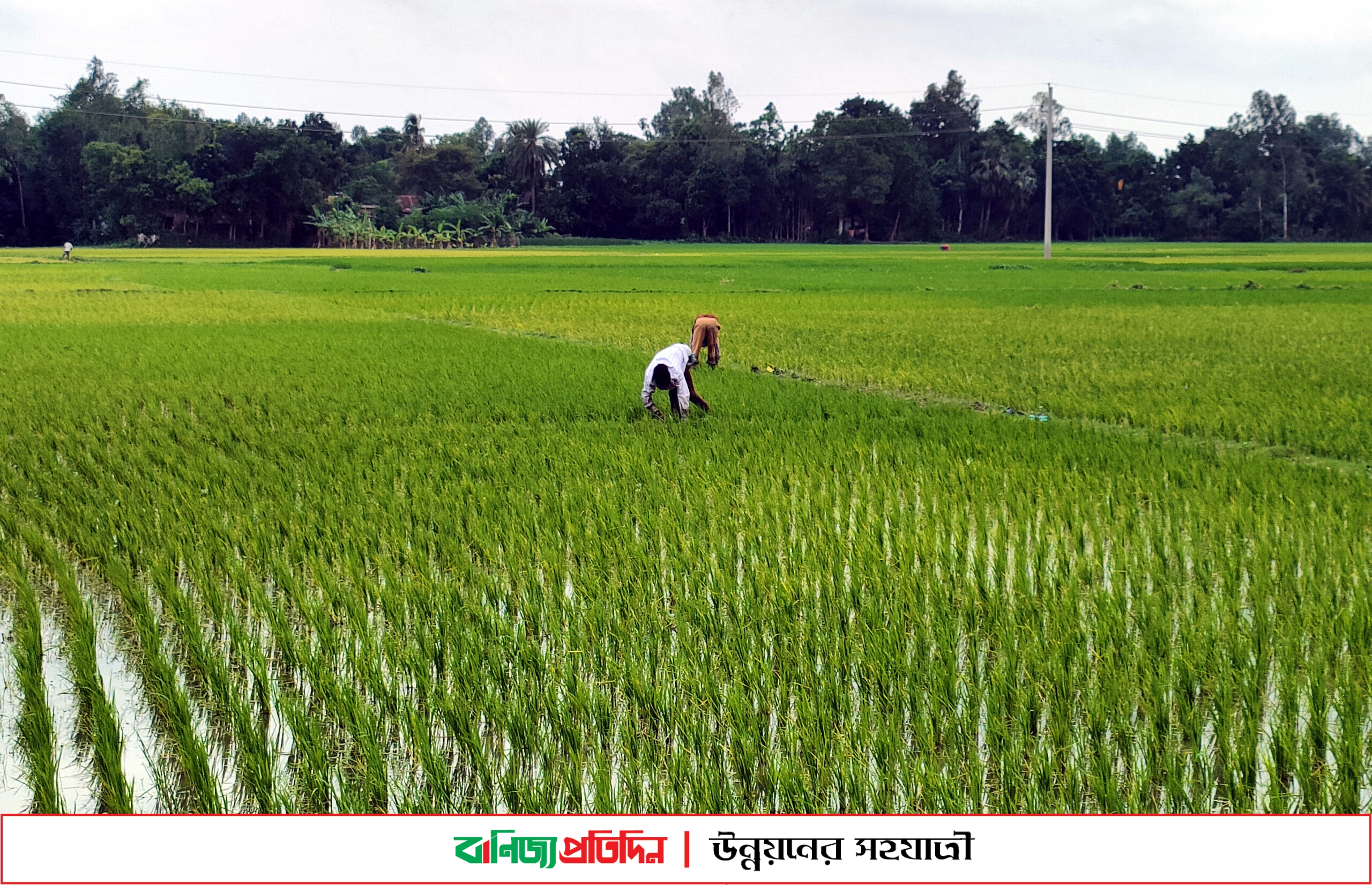 সারের পর্যাপ্ত সরবরাহ না থাকায় কৃষকদের কপালে দুশ্চিন্তার ভাঁজ