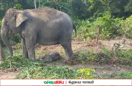 বঙ্গবন্ধু সাফারি পার্কে মা হাতির সাথে নতুন অতিথির আগমন