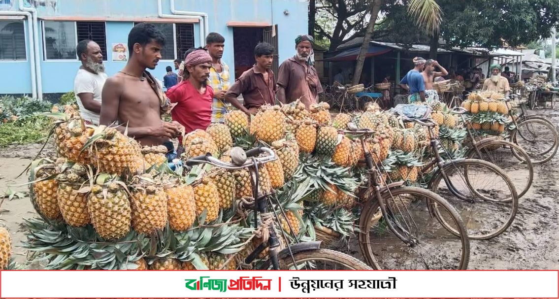 মধুপুরের আনারস যাচ্ছে বিদেশে, ২৫০ কোটি টাকা আয়ের সম্ভবনা