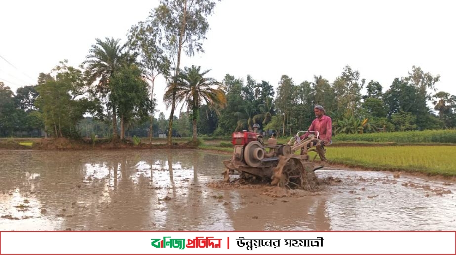 টাঙ্গাইলে কৃষিতে খরচ বাড়ায় দুচিন্তায় কৃষকরা