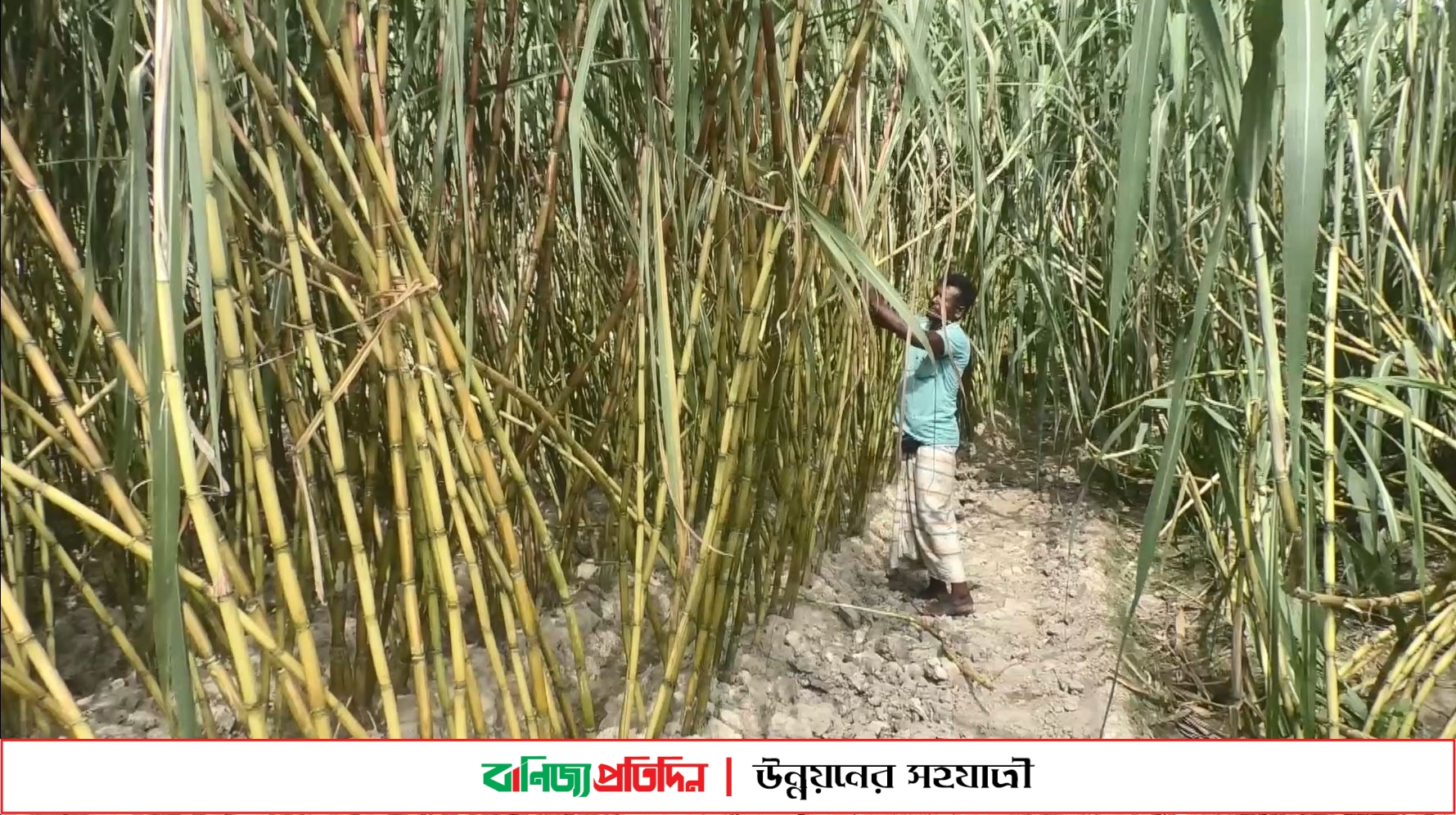 টাঙ্গাইলে আখ চাষিদের মুখে তৃপ্তির হাসি